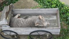 Katze (Foto: Pixabay/PublicDomainPictures)