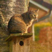 Katze (Foto: Pixabay/Kapa65)