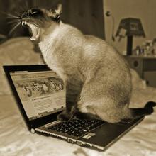 Katze (Foto: Pixabay/acebrand)