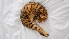 schlafende Katze (Foto: Pixabay/StockSnap)
