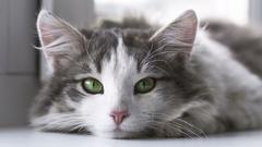 Katze mit grünen Augen (Foto: Pixabay/StockSnap)
