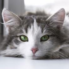 Katze mit grünen Augen (Foto: Pixabay/StockSnap)