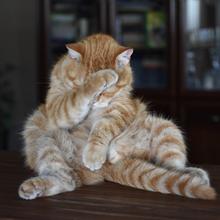 Katze (Foto: Pixabay/skorchanov)