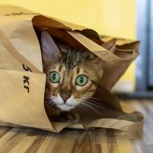 Katze (Foto: Pixabay)