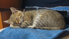 schlafende Katze liegt auf einer Jeanshose (Foto: Pixabay/eugeniu)