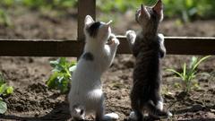 zwei Kätzchen an einem Zaun (Foto: Pixabay/AdinaVoicu)