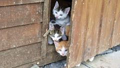 drei Kätzchen an einer Tür (Foto: Pixabay)