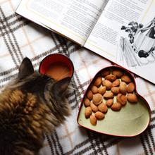 Katze  vor einem Kaffeebecher, einer Dose mit Nüssen und einem Kochbuch (Foto: Pixabay/Mimzy)