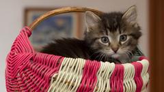 Junge Katze in einem Körbchen (Foto: Pixabay/Bairyna)