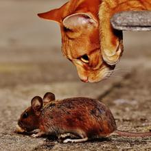 Katze mit Maus (Foto: Pixabay/Alexas_Fotos)