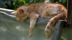 schlafende Katze   (Foto: Pixabay/AdinaVoicu)