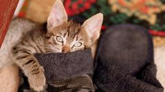 Kätzchen in einem Pantoffel (Foto: Pixabay/AdinaVoicu)