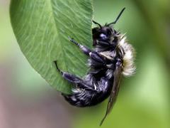 Hilflose Biene am Blatt (Foto: pixabay)