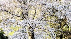 Baum mit weißen Blüten im Frühling (Foto: Kurt Laub)