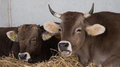 Der SR 3-Landpartie-Tag auf dem Hofgut Dösterhof in Wadern-Altland (Foto: Pasquale D'Angiolillo)