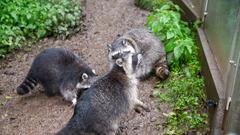 Der SR 3-Landpartie-Tag am 06.10.2019 im Neunkircher Zoo (Foto: SR/D'Angiolillo)