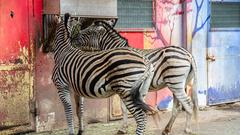 Der SR 3-Landpartie-Tag am 06.10.2019 im Neunkircher Zoo (Foto: SR/D'Angiolillo)