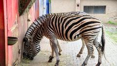 Der SR 3-Landpartie-Tag am 06.10.2019 im Neunkircher Zoo (Foto: SR/D'Angiolillo)