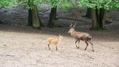 Der SR 3-Landpartie-Tag am 06.10.2019 im Neunkircher Zoo (Foto: SR/D'Angiolillo)