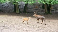 Der SR 3-Landpartie-Tag am 06.10.2019 im Neunkircher Zoo (Foto: SR/D'Angiolillo)