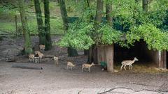 Der SR 3-Landpartie-Tag am 06.10.2019 im Neunkircher Zoo (Foto: SR/D'Angiolillo)