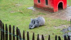 Der SR 3-Landpartie-Tag am 06.10.2019 im Neunkircher Zoo (Foto: SR/D'Angiolillo)