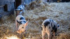 Die SR 3 Landpartie 2023 auf dem Angushof Boßert bei Freisen-Asweiler (Foto: SR/Pasquale D'Angiolillo)