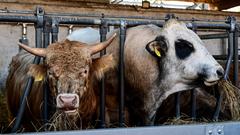 Die SR 3 Landpartie 2023 bei der Bliesgau Schäferei Ernst (Foto: SR/Dirk Guldner)