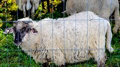 Die SR 3 Landpartie 2023 bei der Bliesgau Schäferei Ernst (Foto: SR/Dirk Guldner)