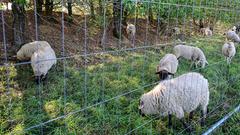 Die SR 3 Landpartie 2023 bei der Bliesgau Schäferei Ernst (Foto: SR/Dirk Guldner)