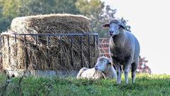 Die SR 3 Landpartie 2023 bei der Bliesgau Schäferei Ernst (Foto: SR/Dirk Guldner)