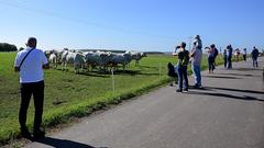 Die SR 3 Landpartie 2023 bei der Bliesgau Schäferei Ernst (Foto: SR/Dirk Guldner)