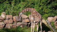 Die SR 3 Landpartie 2023 im Neunkircher Zoo (Foto: SR/Pasquale D'Angiolillo)