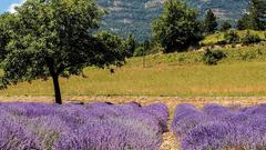 Le Midi Lavendel - Foto aus dem Soul Places Frankreich  (Foto: Markus Mörsdorf)