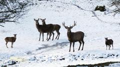 Im Wildpark Freisen kann man das scheue Rotwild gut beobachten (Foto: SR)