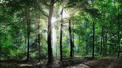 Spaziergang im Märchenwald, Riegelsberg (Foto: Günter Endres)