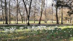 Stadtgarten Saarlouis Osterglocken (Foto: Marianne Schwickerath)