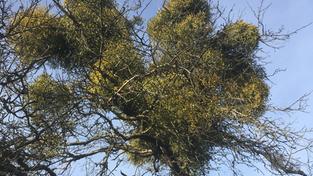 Misteln an einem Baum (Foto: SR/Renate Wanninger)