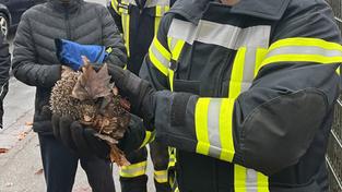 Ein geretteter Igel in Neunkirchen. (Foto: Feuerwehr Neunkirchen)