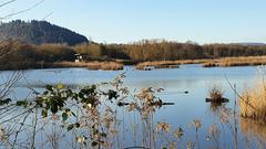 Der Ökosee in Dillingen (Foto: Christiane Müller)