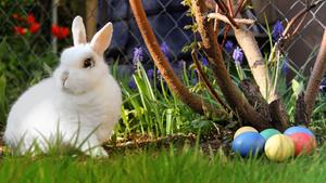 Ein Hase neben Ostereiern (Foto: pixabay/geralt)