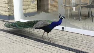 Frei laufender Pfau im Parc Marveilleux in Bettembourg (Foto: SR/Steffani Balle)