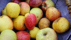 Ein Korb mit verschiedenen Apfelsorten (Foto: dpa/Malte Christians)
