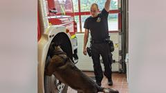 Polizeihund Roki beim Suchtraining (Foto: SR/Christoph Borgans)
