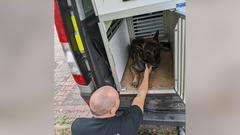 Polizeihund Roki in seiner Transportbox (Foto: SR/Christoph Borgans)