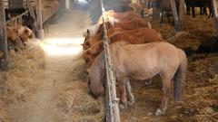 Und auch das Heu schmeckt den Ponys sehr gut (Foto: Tobias Seeger)