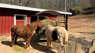 Das Projekt "Das Leben ist ein Ponyhof" (Foto: Neunkircher Zoo)
