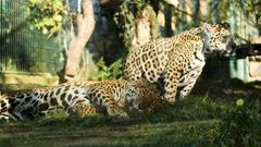Die Jaguare genießen die Sonne (Foto: SR)