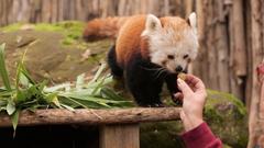 Pandabärin Pia ist ein Leckermäulchen (Foto: SR)