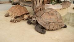 Die Riesenschildkröten lassen sich nicht aus der Ruhe bringen (Foto: SR)